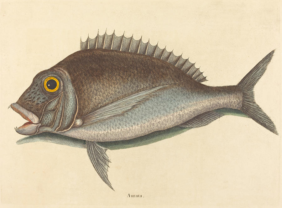 The Porgy, Sparus chrysops Drawing by Mark Catesby