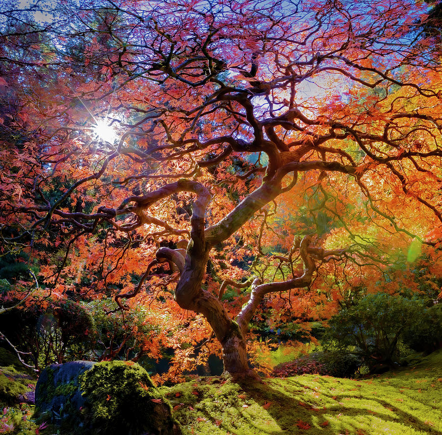 The Portland Japanese Maple Photograph by Kevin Morefield - Fine Art ...