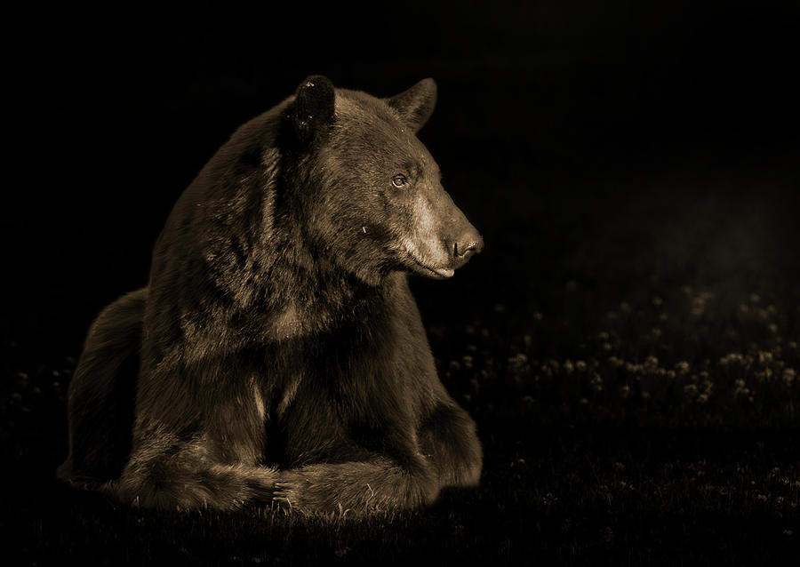 The Portrait of a Black Bear Photograph by Sandra Js