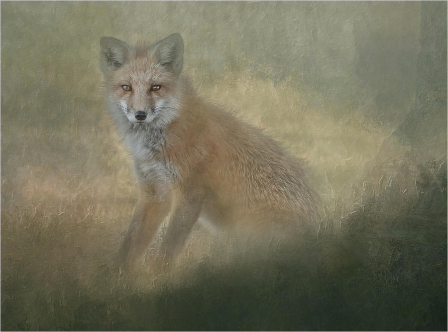 The Posing Fox  Photograph by Sylvia Goldkranz