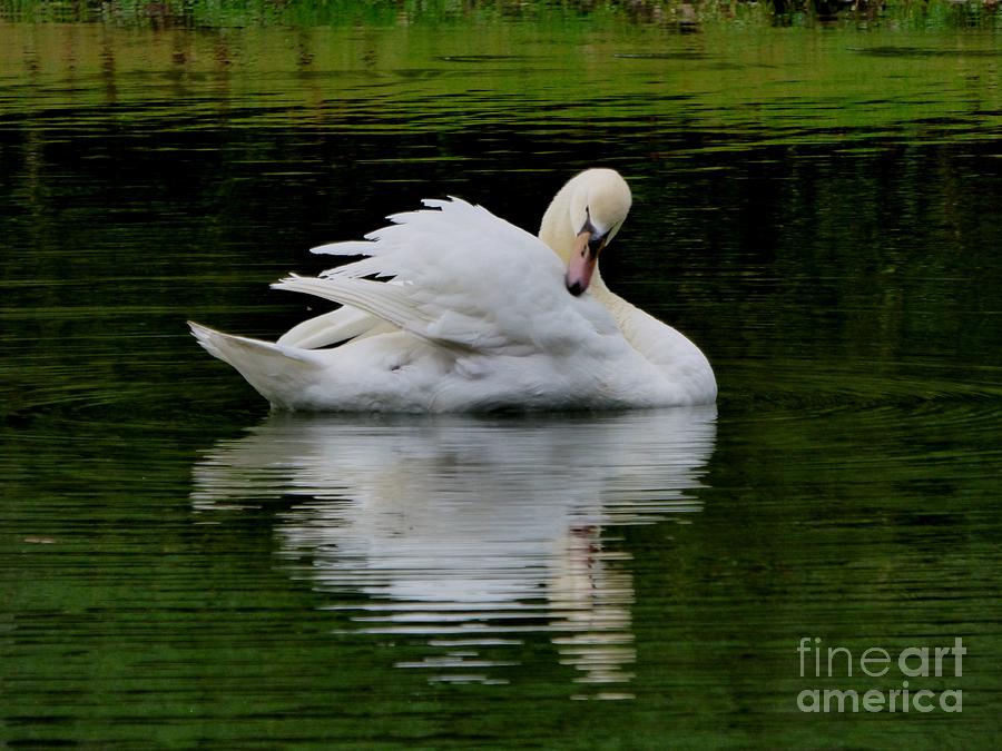The Posing Swan Photograph by Cortney Price