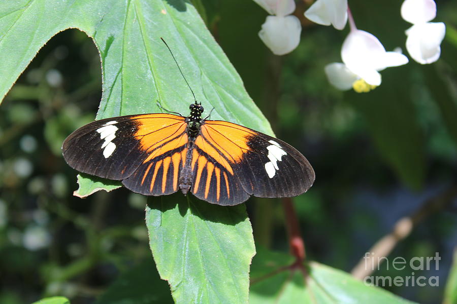 postman butterfly pictures