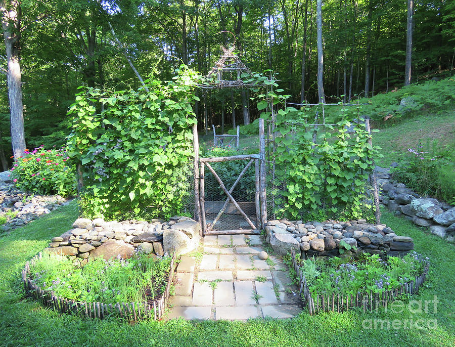 The Potager Garden Gate and Bean Trellis in Late July. The Victory Garden Collection. Photograph by Amy E Fraser