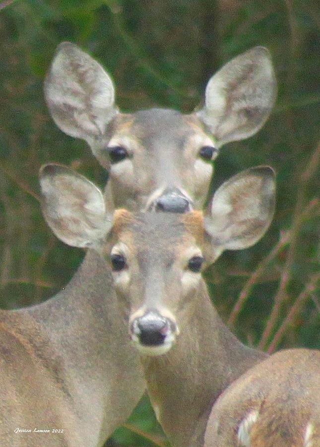 The Power Of Two Photograph By Jessica Lamson - Fine Art America