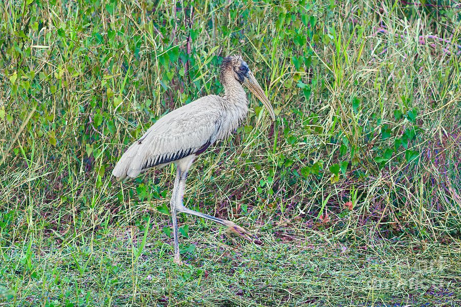 The Prance Photograph By Judy Kay - Fine Art America