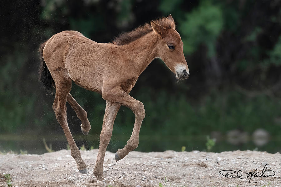 The Prancing Foal. Photograph by Paul Martin