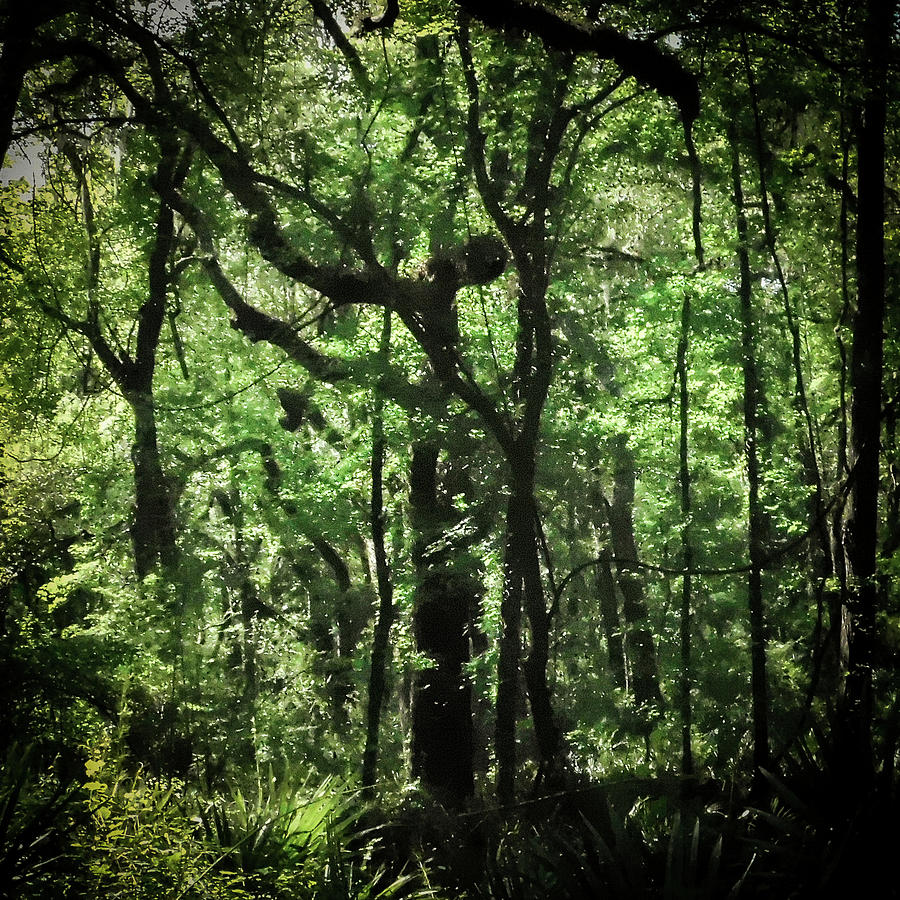 The Praying Tree Photograph by Jo M - Fine Art America