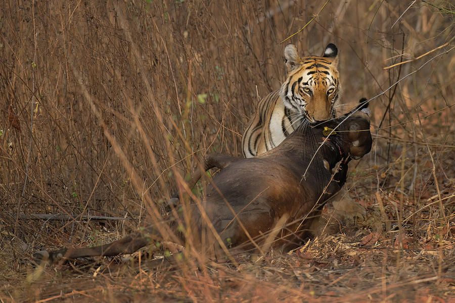 The predator Photograph by Kiran Joshi
