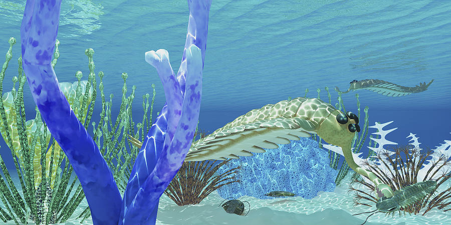 The predator Opabinia uses its proboscis to eat a trilobite in a Cambrian ocean. Drawing by Corey Ford/Stocktrek Images