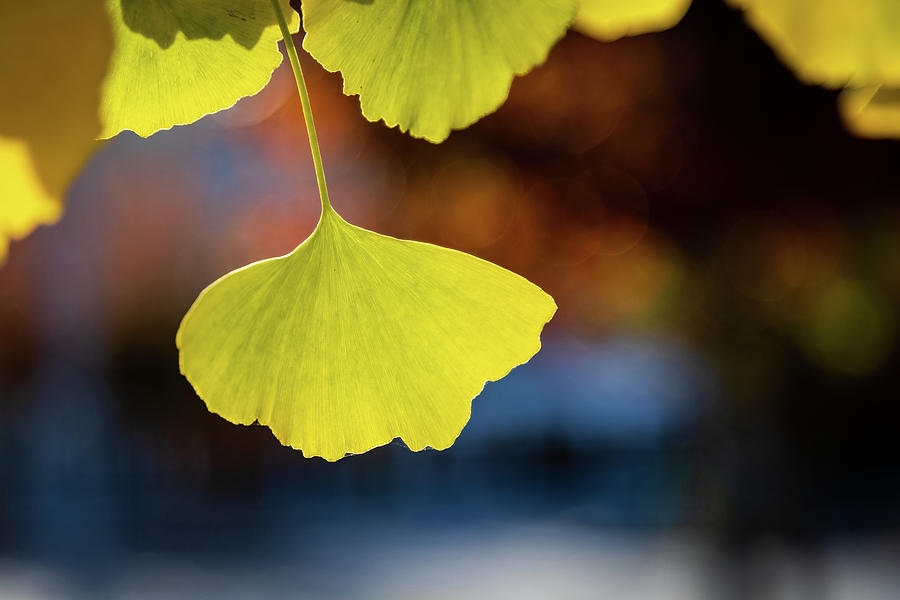 The Prehistoric Ginkgo Photograph by Charles Hite
