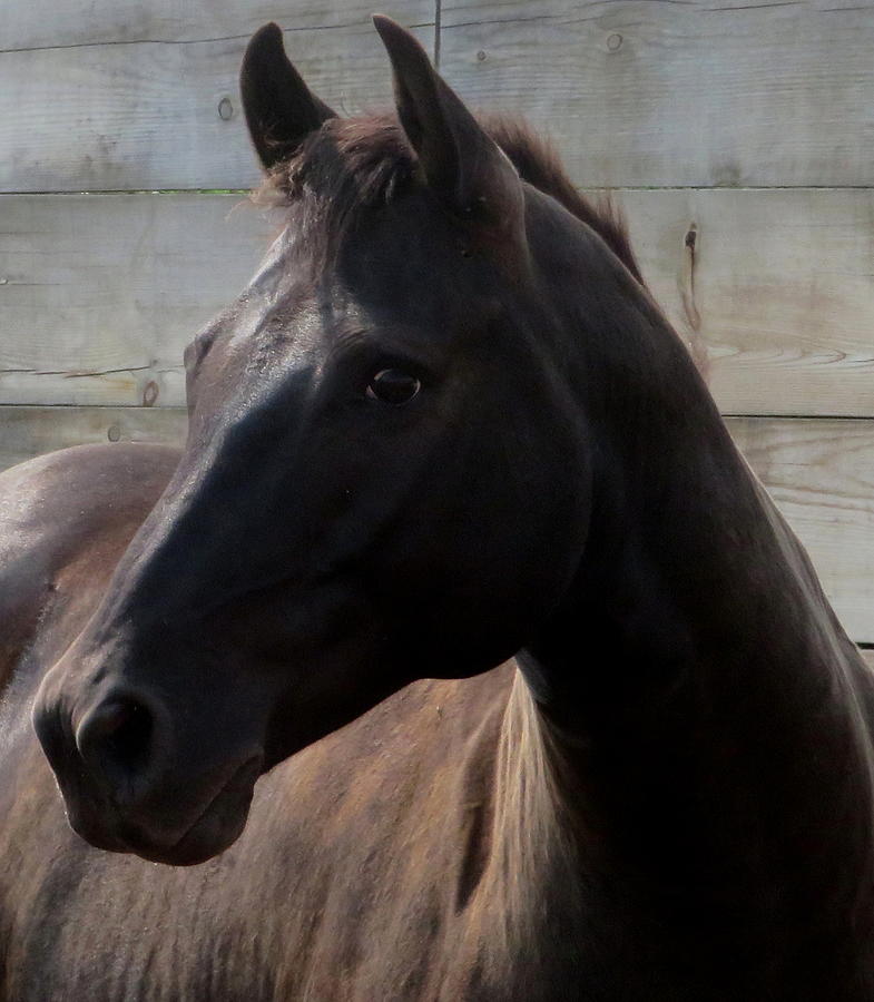 The Pretty Brown Mare Photograph by Katie Keenan