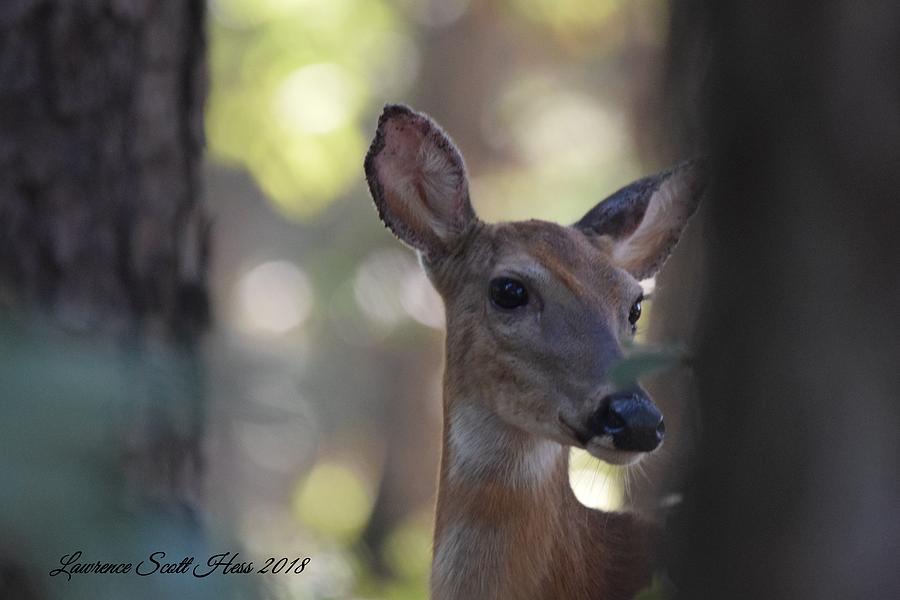 The Pretty Doe Photograph by Lawrence Hess