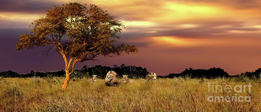 Lion Photograph - The Pride by Ed Taylor