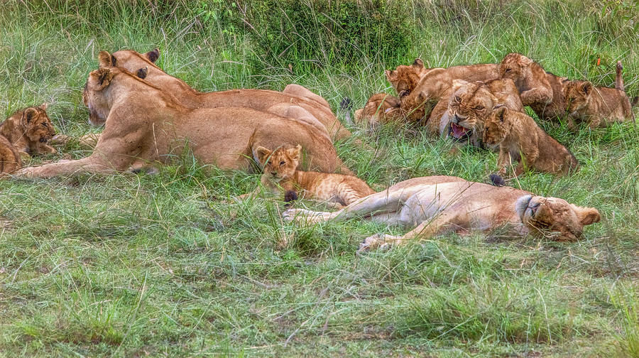 The Pride, Lions in Maasai Mara Photograph by Marcy Wielfaert