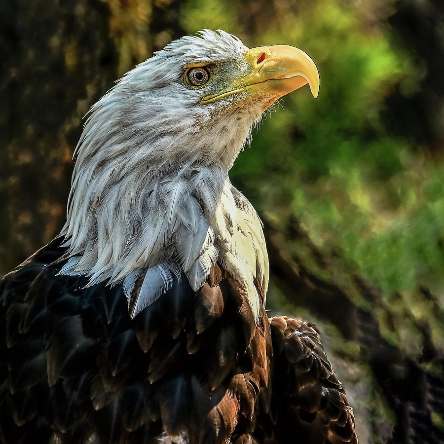 The Pride Of America Photograph by Yeates Photography