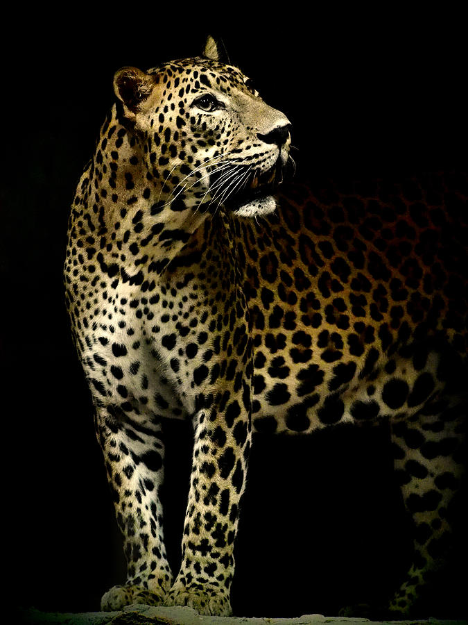 The Prince Leopard Photograph by Aprison Photography