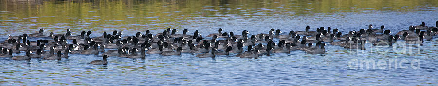 The Procession, Winter Migrating Coots At Merritt Island National Wildlife Refuge Photograph by Felix Lai