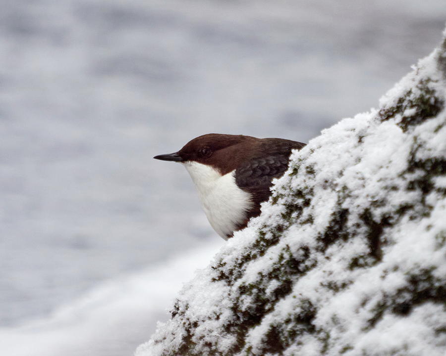 The profile. White-throated dipper Photograph by Jouko Lehto