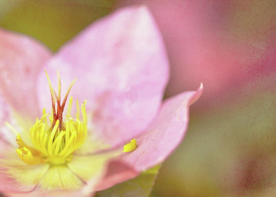 Spring Photograph - The Promise of Spring by Rebecca Cozart
