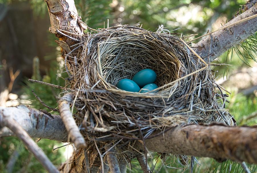 The Promise of Spring Photograph by Shauna Hart | Pixels