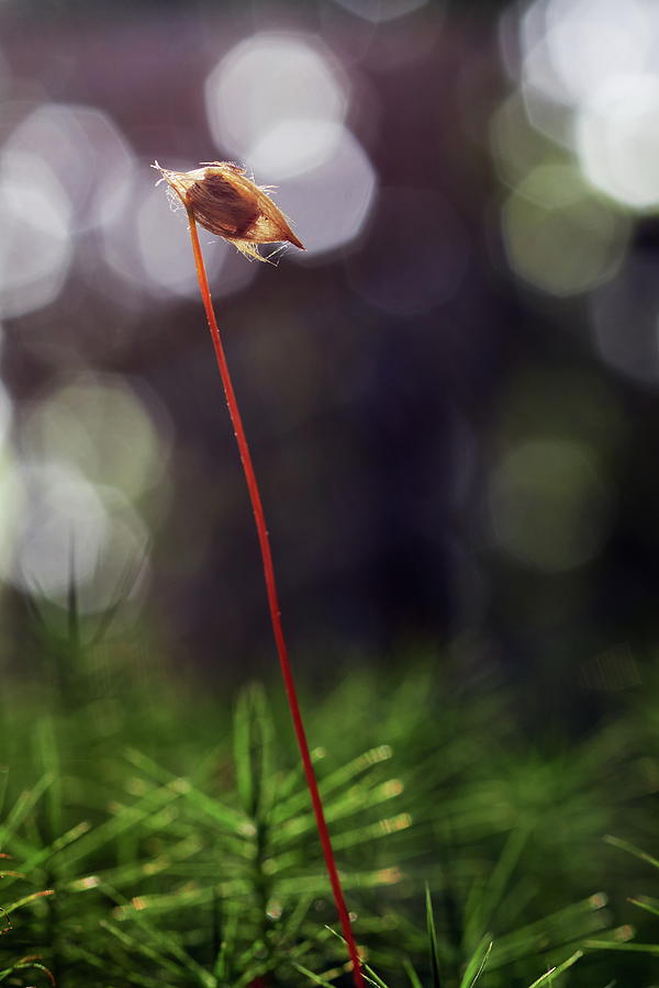 The proud lonely. Haircap moss Photograph by Jouko Lehto