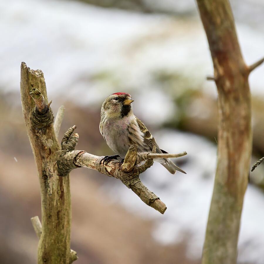 The proud one. Mealy redpoll Photograph by Jouko Lehto - Fine Art America