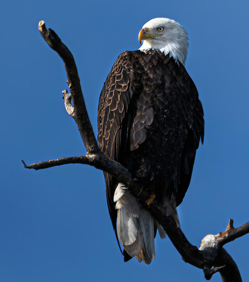 The proud patriot Photograph by Alan Moore The proud patriot Photograph by Alan Moore