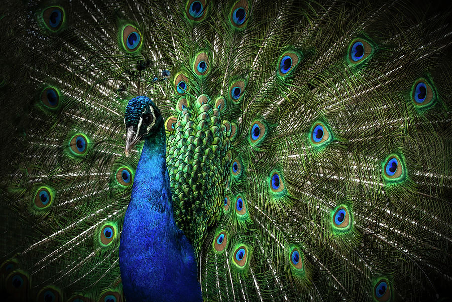 The proud peacock Photograph by Marjolein Van Middelkoop