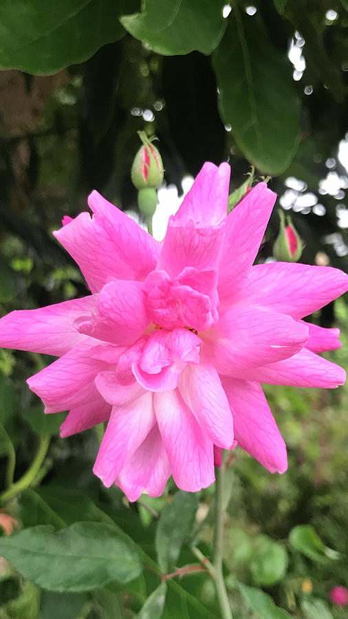 The Proud Pink Rose Digital Art by Starr Campbell Fine Art America