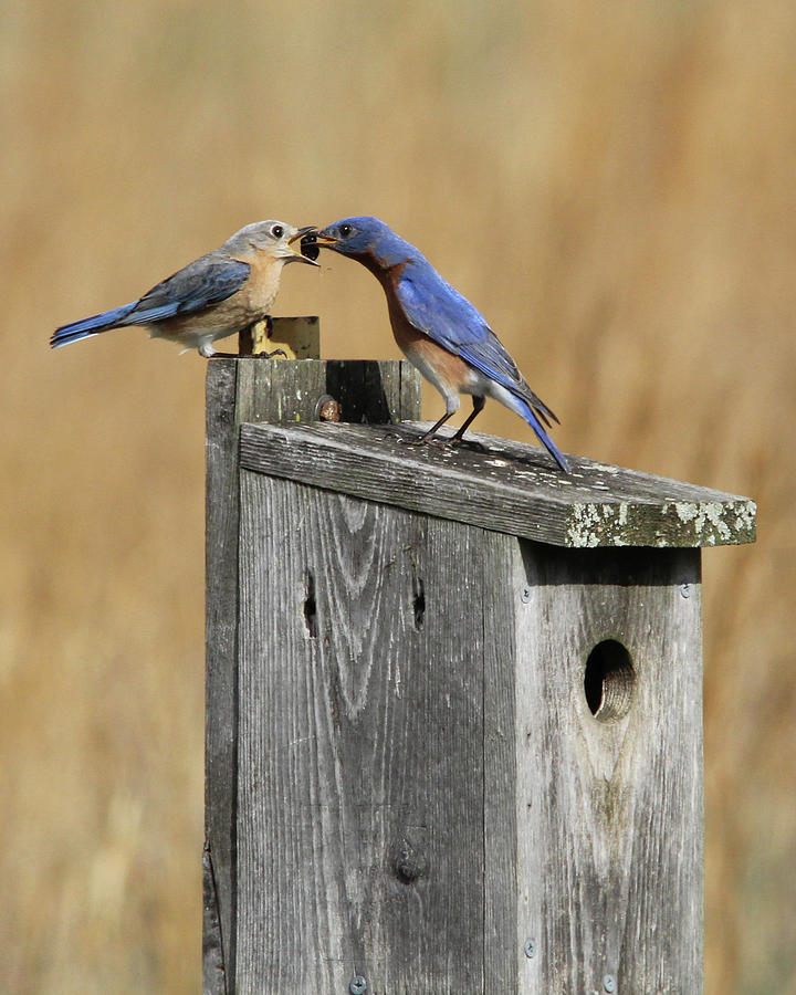 Bird Photograph - The Provider by Lori Deiter