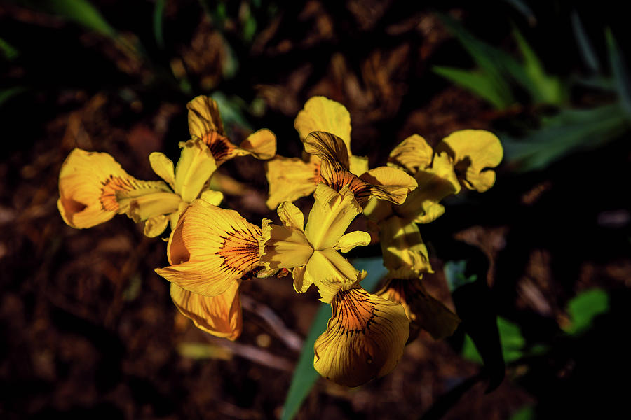 The Pseudatas Iris Photograph by David Patterson