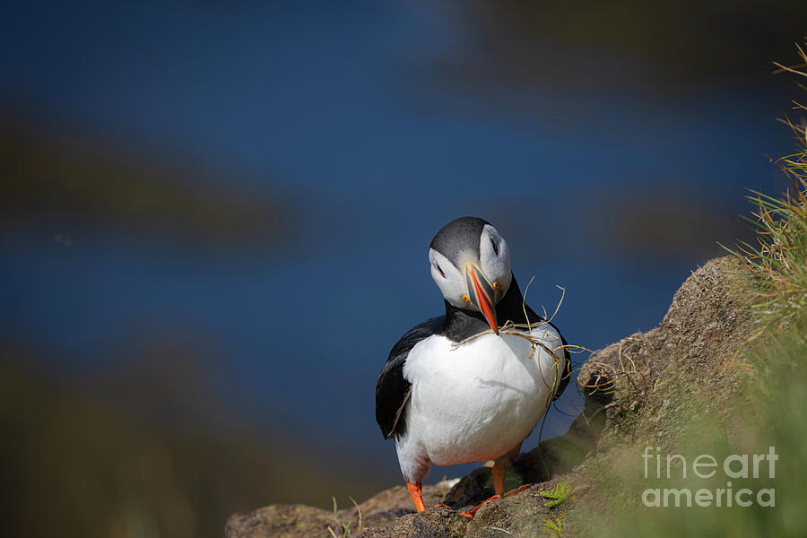 Wildlife Photograph - The Puffin by Eva Lechner
