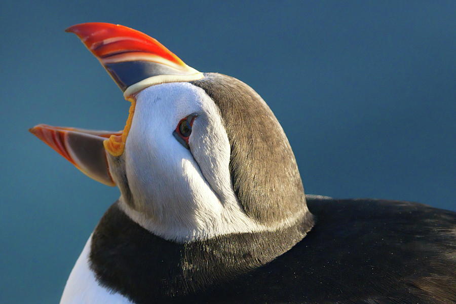 The puffin speaks Photograph by Christopher Mathews