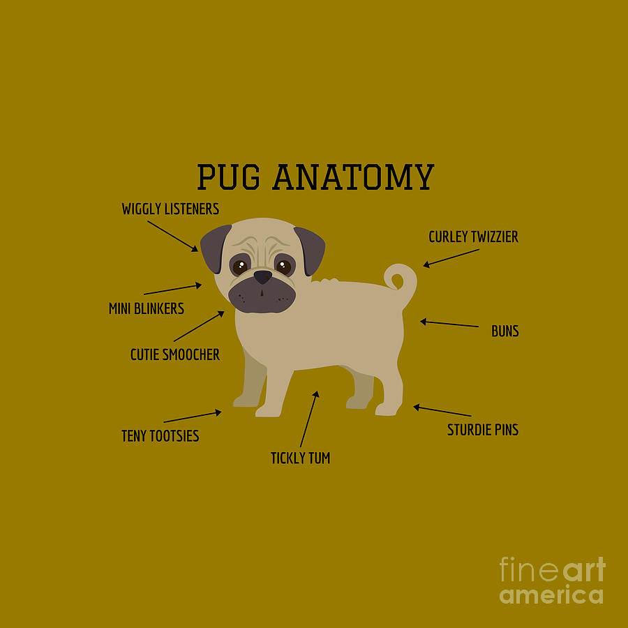 The Pug Anatomy Drawing by Ganjaran Waluyo | Fine Art America