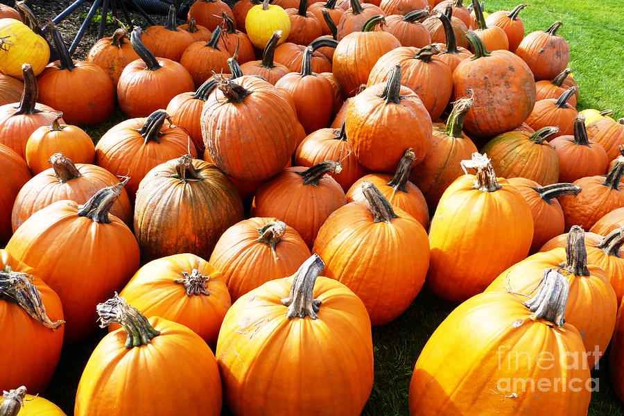 The Pumpkin Fest Photograph by S- Realm | Fine Art America