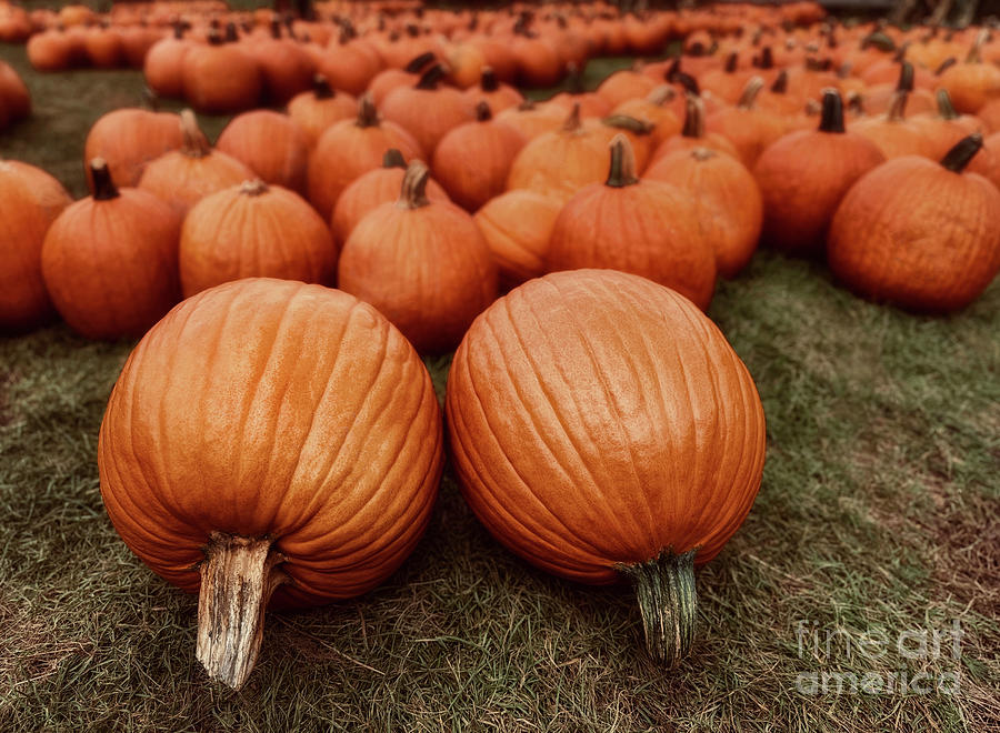 The Pumpkin Patch Photograph by Mark Miller