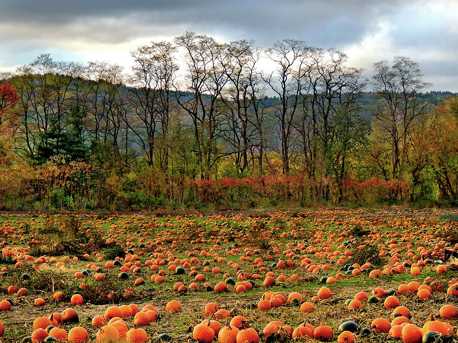 The Pumpkin Patch Photograph by Nancy Griswold