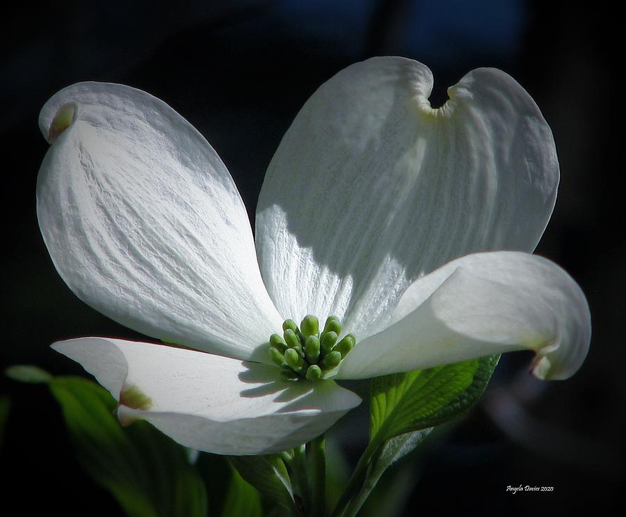The Purity of Dogwood Photograph by Angela Davies