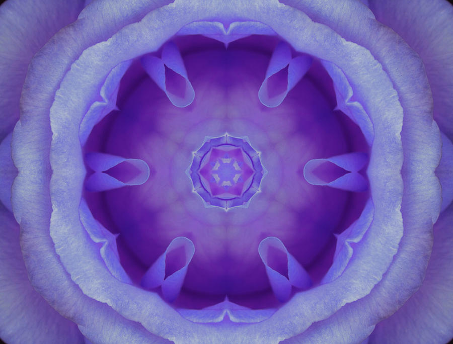 The Purple Blue Digital Art by Christine Lake - Fine Art America