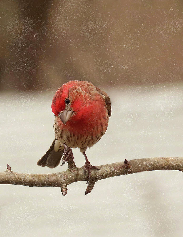 The House Finch During Winter Photograph by Rebecca Grzenda