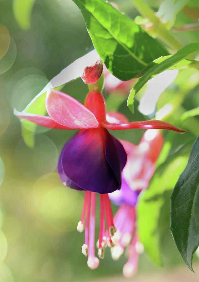 The Purple Fuchsia Photograph By Johanna Hurmerinta Fine Art America