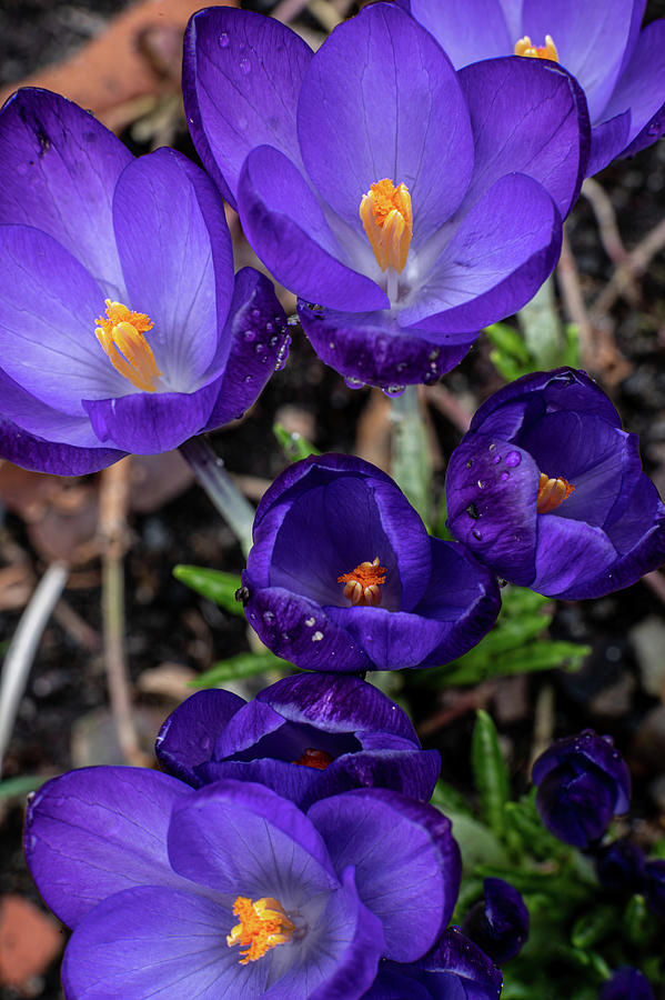 The Purple in Spring Photograph by Kevin Suttlehan