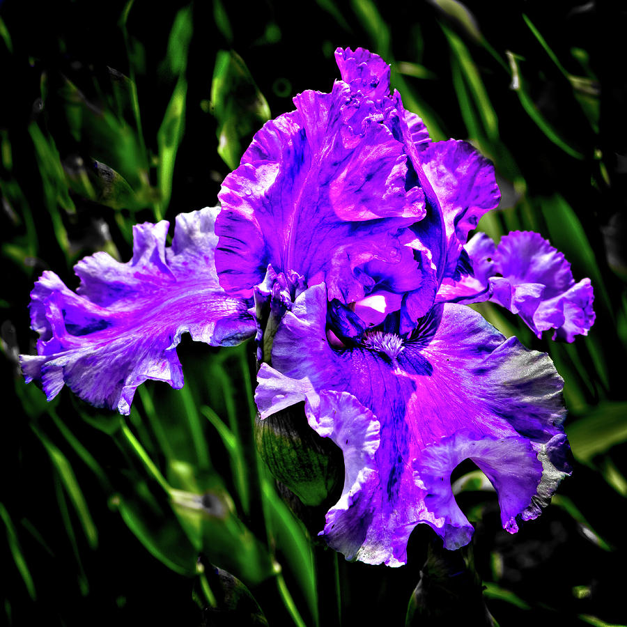 The Purple Iris Photograph by David Patterson