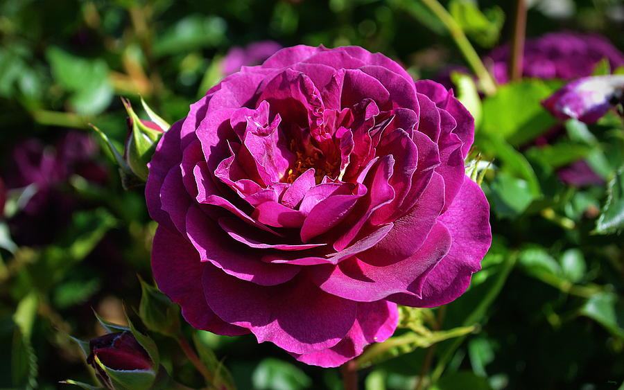 The Purple Rose Photograph