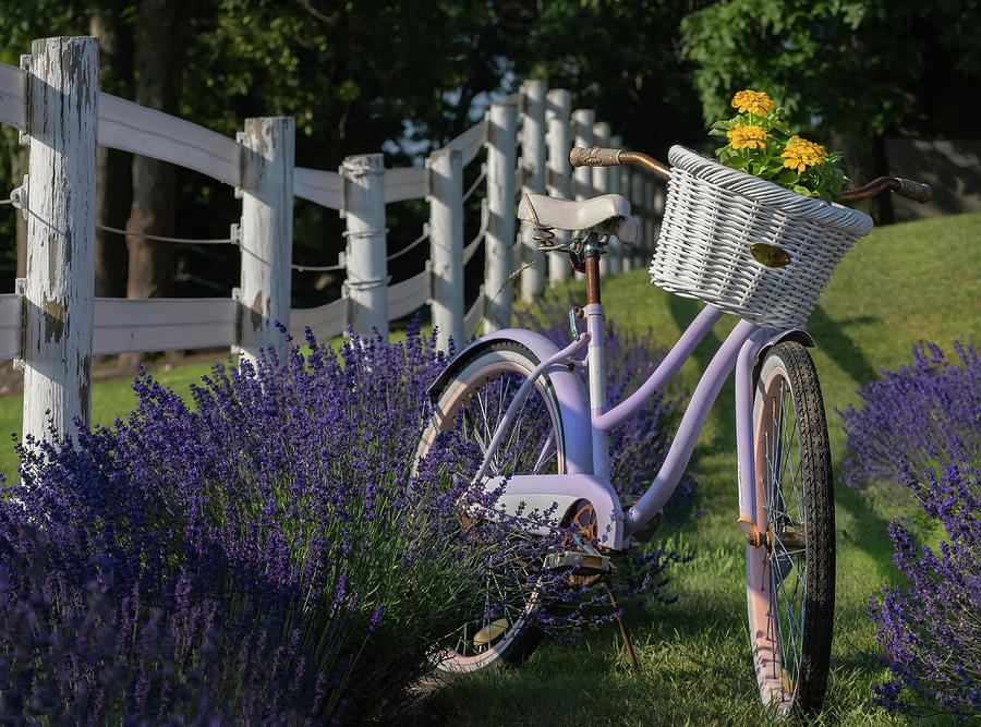 The Purple Summer Bike  Photograph by Sylvia Goldkranz