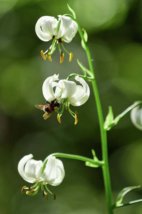 The purpose of life and  all. Turks cap lily and a bumblebee Photograph by Jouko Lehto
