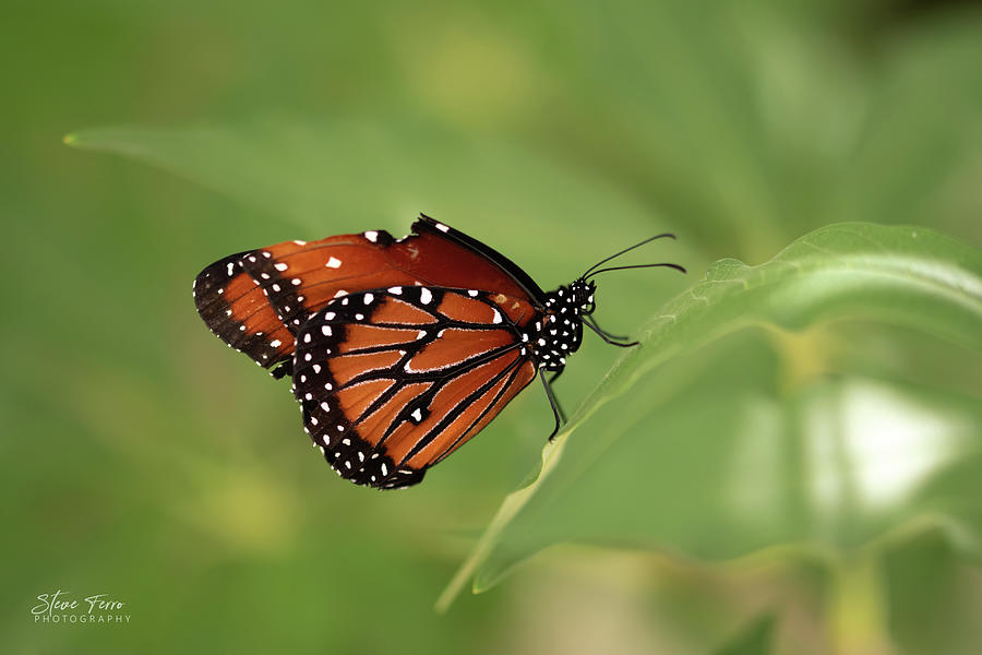 The Queen Butterfly Photograph by Steve Ferro - Fine Art America