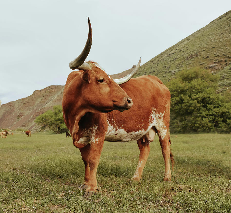 The Queen Photograph By Riley Bradford - Fine Art America