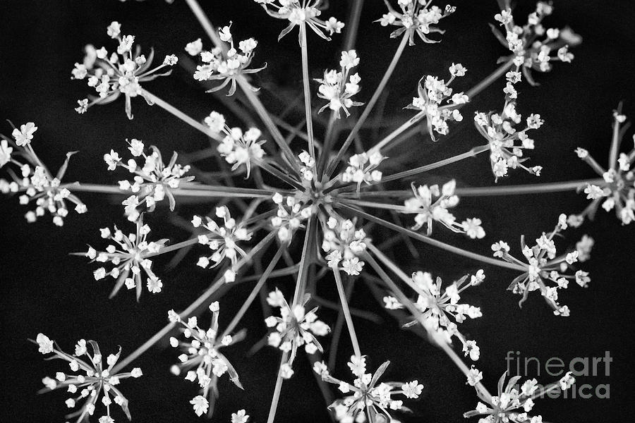 The Queens Crown Black and White Photograph by Karen Adams