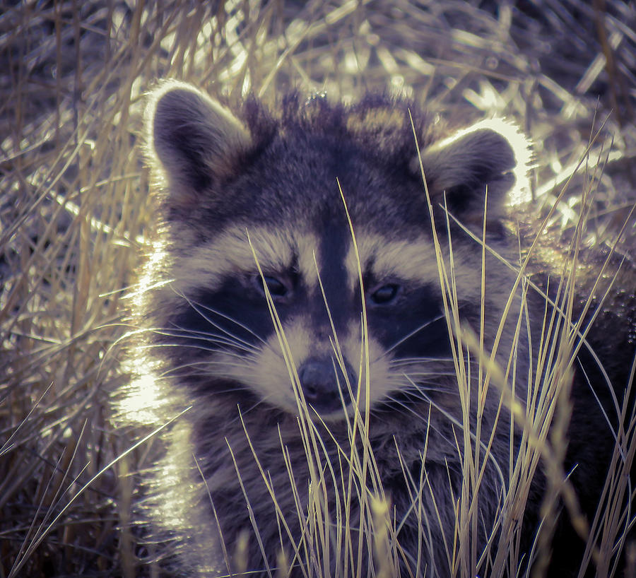 The Raccoon Photograph